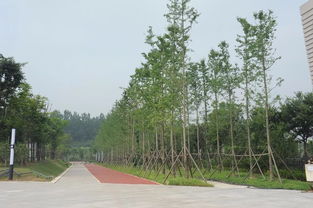 2017年度湖北省園林綠化優質工程展示 五