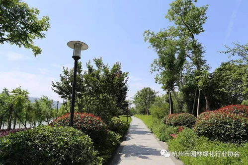 2017年度杭州市優(yōu)秀園林綠化工程道路組金獎 三江兩岸整治 江濱西大道景觀工程 一期