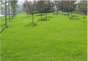 【園林工程 園林綠化 承接園林施工】?jī)r(jià)格_廠家_圖片 -