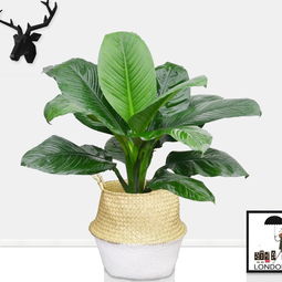 武漢園林景觀公司園林綠化施工工藝庭院陽臺小區景觀綠化施工