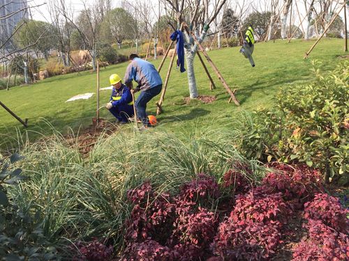 武漢青山江灘二期園林景觀綠化工程 - 美篇